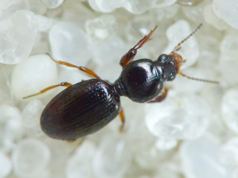 Carabidae Latreille, 1802